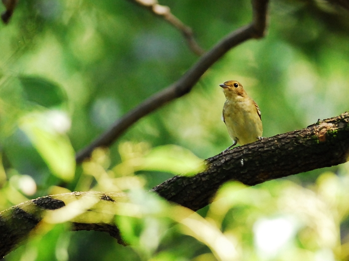 キビタキ（黄鶲）雌/Female Narcissus Flycatcher_a0223993_1284761.jpg