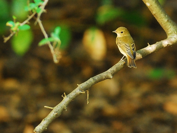 キビタキ（黄鶲）雌/Female Narcissus Flycatcher_a0223993_1305598.jpg