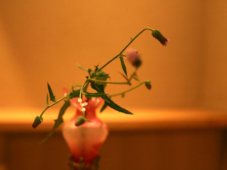 芸術の秋、花瓶にお花を挿していただきました。その２_c0108595_2353196.jpg