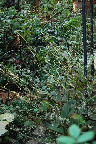 c0124100_11004.jpg