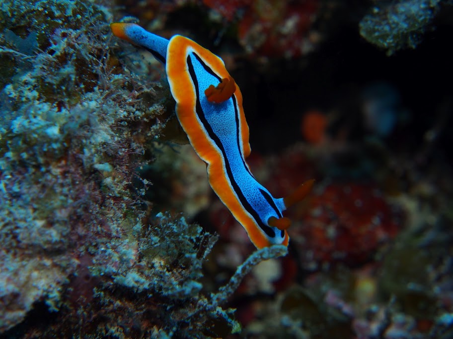 a0201201_1138136.jpg