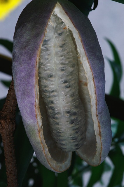 e0039703_22383677.jpg