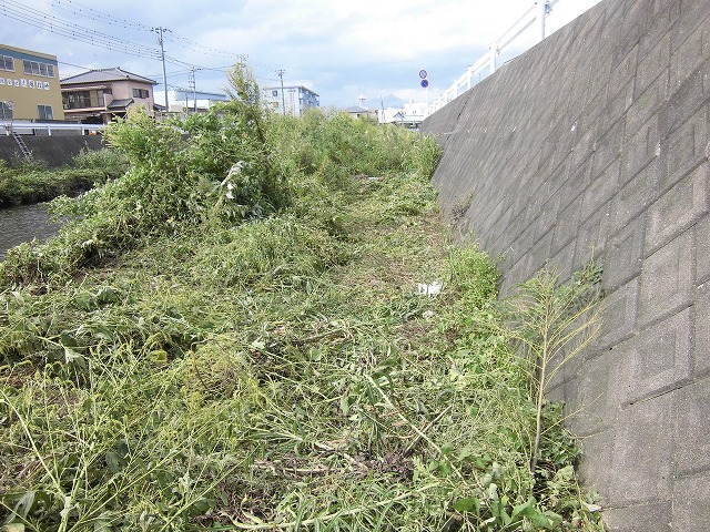 台風上陸を何とかかわしてセーフだった「小潤井川の草刈り」_f0141310_715035.jpg