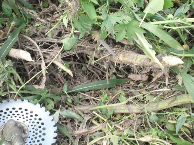 台風上陸を何とかかわしてセーフだった「小潤井川の草刈り」_f0141310_7151966.jpg
