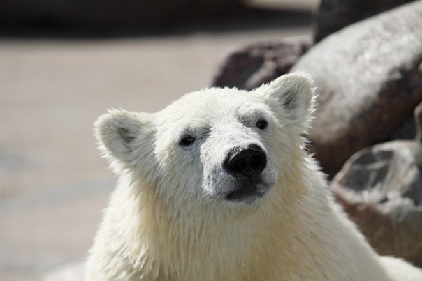 ロシア・サンクトペテルブルク、レニングラード動物園のロモノーソフの旅立ち間近を同動物園が告知_a0151913_201590.jpg