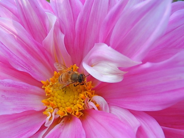 Dahlia-  (町田ダリア園にて)_c0248013_21281014.jpg