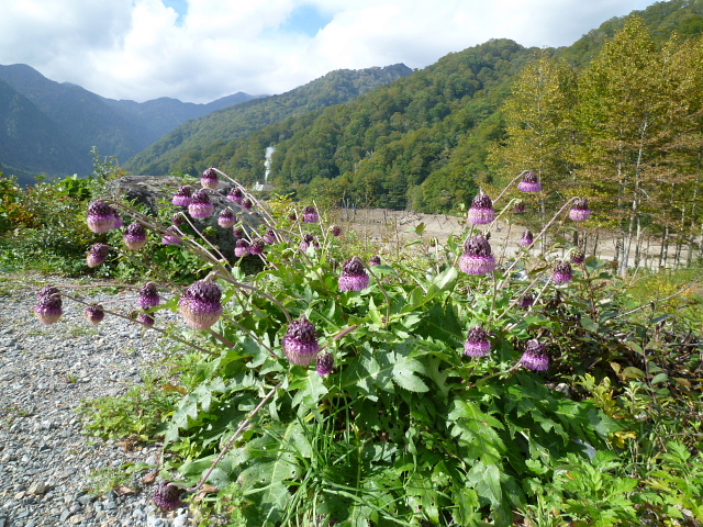 大日ケ岳から白山平瀬登山口までドライブ_d0170615_19213962.jpg