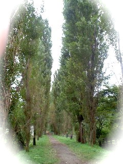 f0207320_1138218.jpg