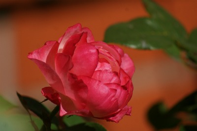 f0170524_954118.jpg