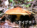 f0207325_1471940.jpg