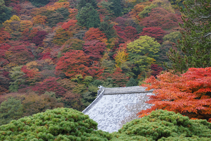 紅葉の大原野巡り －善峰寺（前編）－_b0169330_2144510.jpg