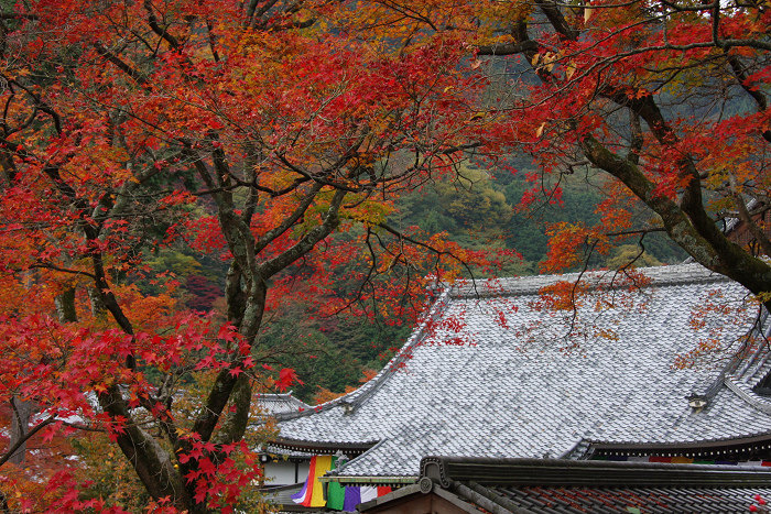 紅葉の大原野巡り －善峰寺（前編）－_b0169330_2192142.jpg