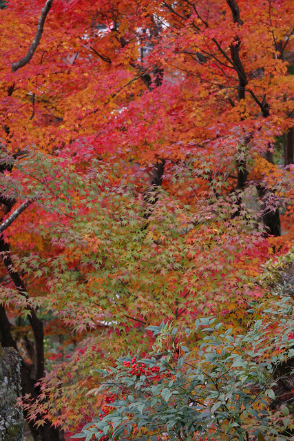 紅葉の大原野巡り －善峰寺（前編）－_b0169330_2194032.jpg