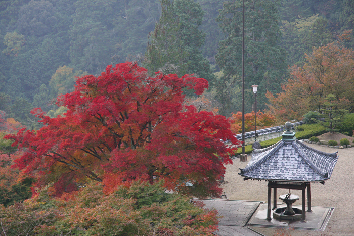 紅葉の大原野巡り －善峰寺（後編）－_b0169330_22594799.jpg