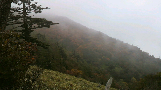 今日は 夕方から雨…。昨日の好天からうって変わっての雨です。霧の合間に見える山は、一日で 紅葉がすすんで きれいになったようです。今は 刀掛けの松あたりの標高を中心に 見頃でしょう。今朝の気温 4℃。_c0089831_2154760.jpg