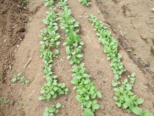 秋冬野菜は順調に発芽....間引きの時期です。_b0137932_18304248.jpg