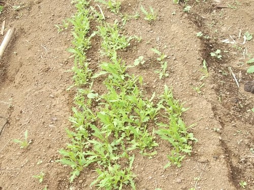 秋冬野菜は順調に発芽....間引きの時期です。_b0137932_18311875.jpg