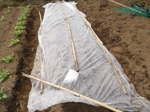 秋冬野菜は順調に発芽....間引きの時期です。_b0137932_18323235.jpg