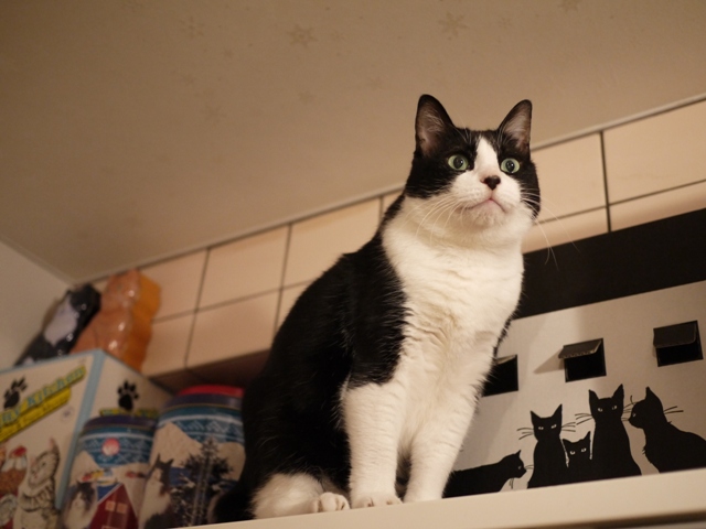 黒猫ハウス猫 空編。_a0143140_21345066.jpg