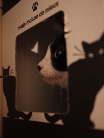 黒猫ハウス猫 空編。_a0143140_21351961.jpg