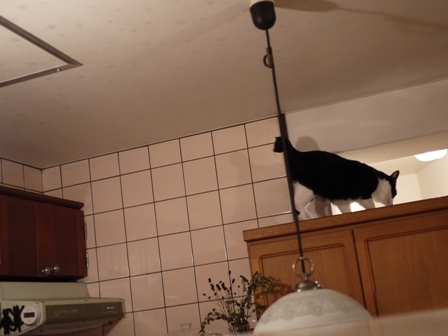 黒猫ハウス猫 空編。_a0143140_21364221.jpg