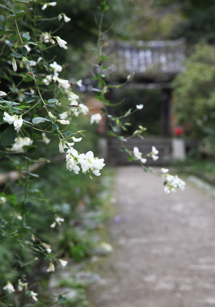 浄瑠璃寺　萩　ホトトギス　ひつじ草　もみじ_c0108146_21461338.jpg