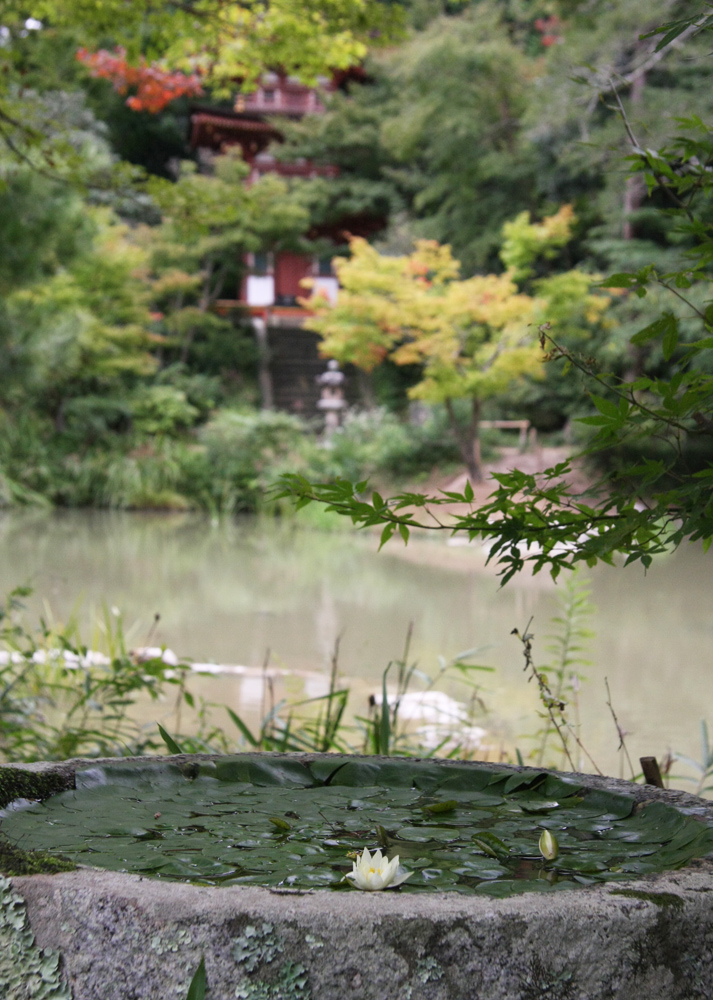 浄瑠璃寺　萩　ホトトギス　ひつじ草　もみじ_c0108146_21464051.jpg