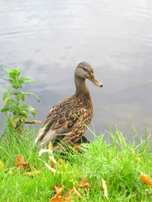 a0187356_15181146.jpg