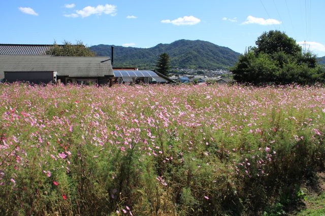 熊野「ふくえどぅ」のコスモス畑_b0095061_8242165.jpg