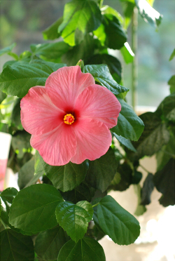 Pink Hibiscus_e0218561_10352712.jpg