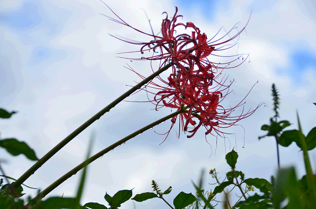 a0275782_17344771.gif