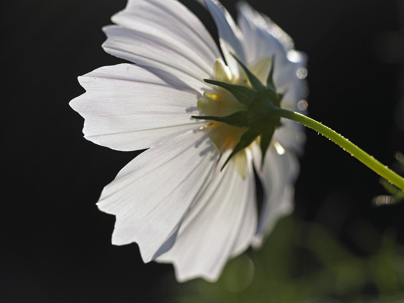 速報　ED60F2.8Macro　コスモスのある異風景_a0110584_20142782.jpg