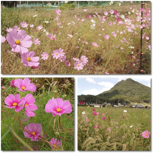 波豆川地区のコスモス畑～！！_d0078486_823330.jpg