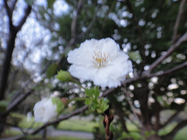 子福桜_a0275492_4183445.jpg