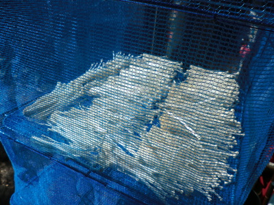 f0117892_10383322.jpg