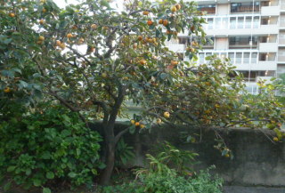f0166694_1916136.jpg