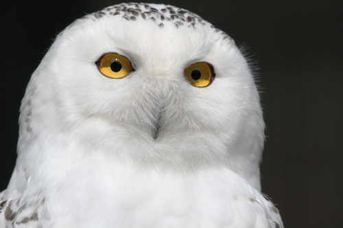 シロフクロウ：Snowy Owl_b0249597_527212.jpg