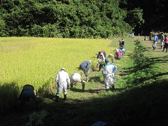 草木谷の酒米稲刈り_a0265401_14292574.jpg