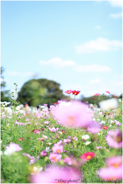 昭和記念公園　コスモス情報　２０１２　１０月　８日 　①_b0111005_0545834.jpg