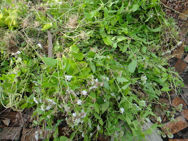 c0105306_20254493.jpg