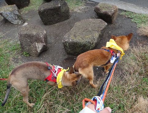 湘南いぬ親会に参加しました♪（その２；ゾフィーちゃんが来てくれました♪）_f0121712_16271157.jpg