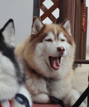 b0207615_21142865.gif