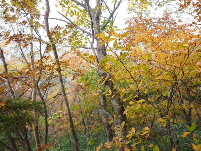 日本百名山　高妻山 (2,252.8M)  紅葉シリーズ_d0170615_946487.jpg