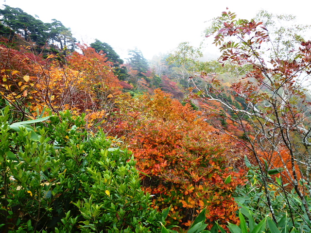 日本百名山　高妻山 (2,252.8M)  紅葉シリーズ_d0170615_9474439.jpg