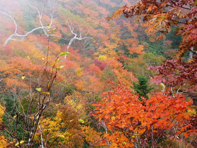 日本百名山　高妻山 (2,252.8M)  紅葉シリーズ_d0170615_9481990.jpg