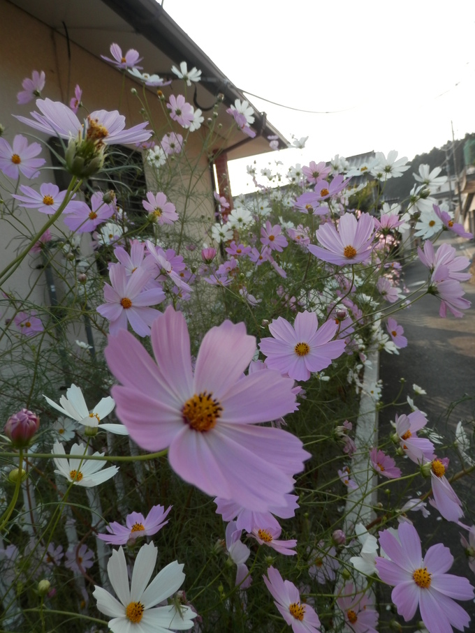 季節の「仕込み」な日々☆_a0125419_2323273.jpg