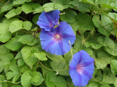 a0054240_21114651.jpg