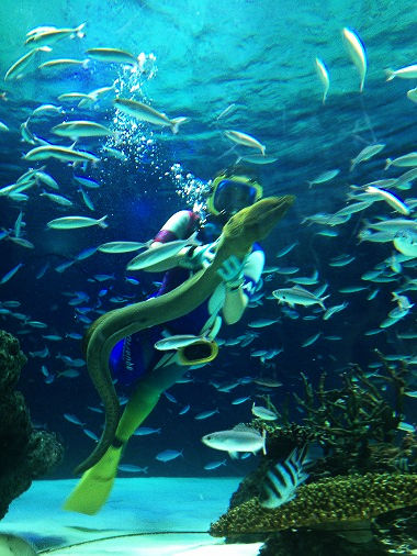 池袋　「サンシャイン水族館」_b0251742_156547.jpg