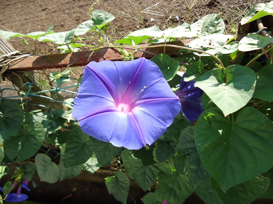 琉球朝顔は オーシャンブルー ぶうたらママは花が好き