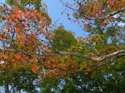 c0097754_12194484.jpg